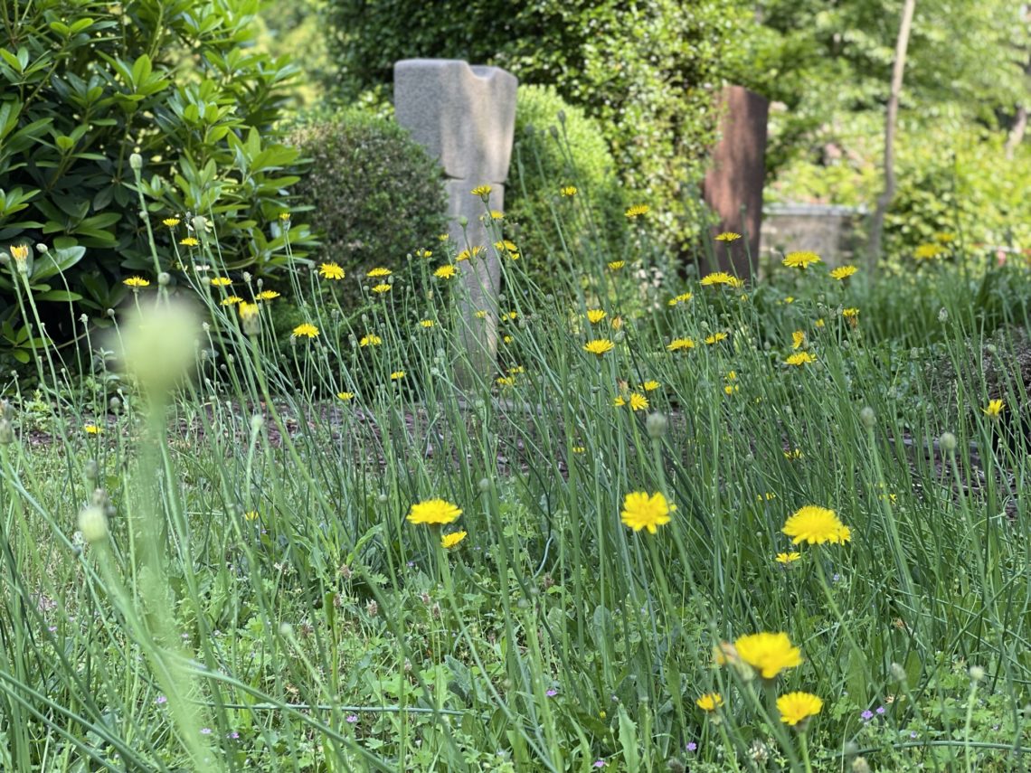 Blühende Blumenwiese auf unserem Friedhof.